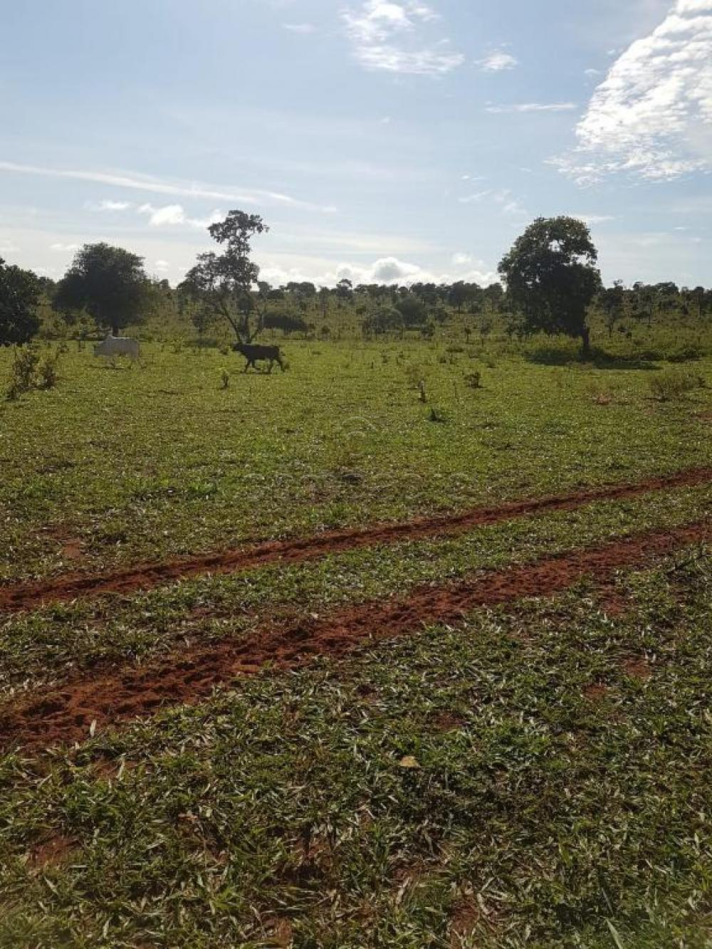 Comprar Rural / Fazenda em Cassilândia apenas R$ 7.500.000,00 - Foto 15 Comprar Rural / Fazenda em Cassilândia apenas R$ 7.500.000,00 - Foto 15