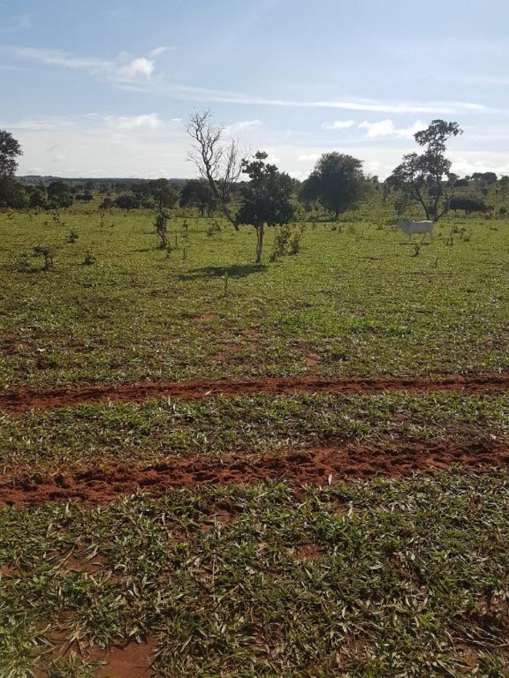 Comprar Rural / Fazenda em Cassilândia apenas R$ 7.500.000,00 - Foto 16 Comprar Rural / Fazenda em Cassilândia apenas R$ 7.500.000,00 - Foto 16