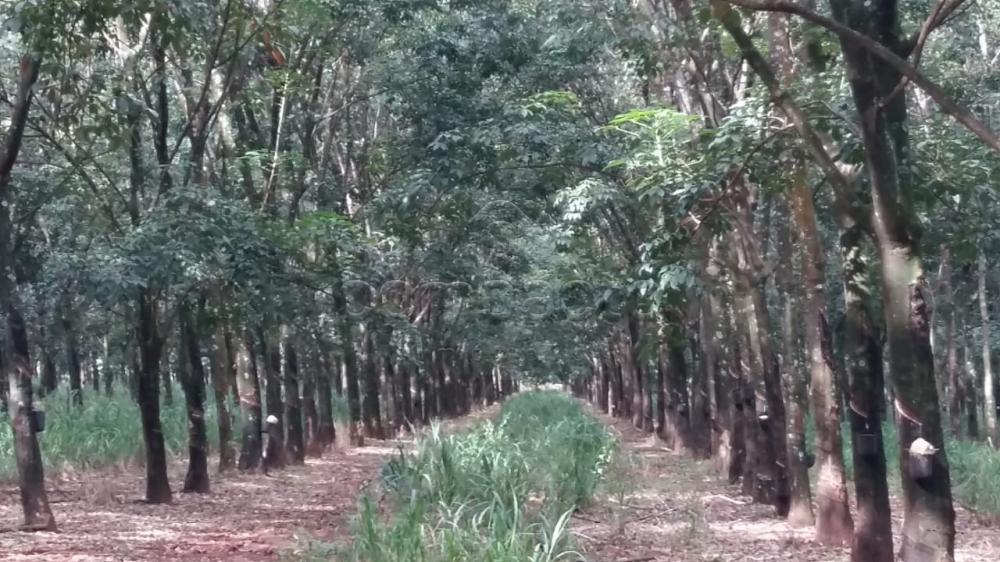 Comprar Terreno / Área em Frutal apenas R$ 3.600.000,00 - Foto 1 Comprar Terreno / Área em Frutal apenas R$ 3.600.000,00 - Foto 1