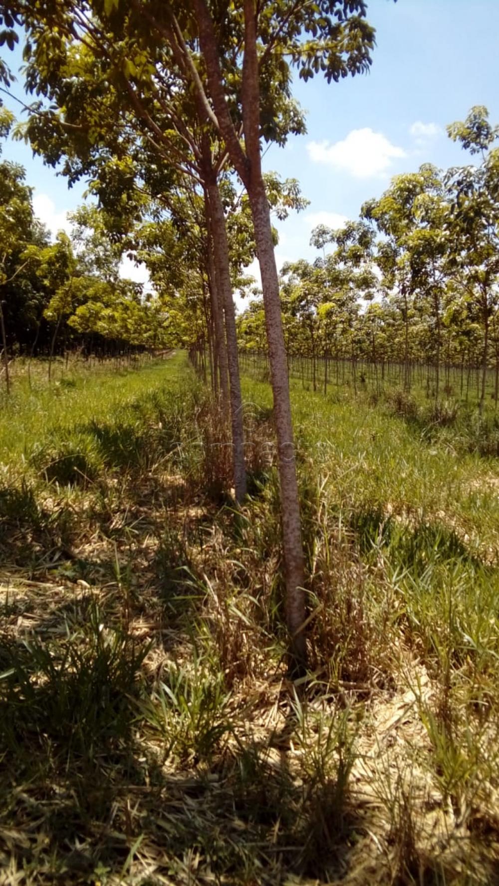 Comprar Terreno / Área em Frutal apenas R$ 3.600.000,00 - Foto 11 Comprar Terreno / Área em Frutal apenas R$ 3.600.000,00 - Foto 11