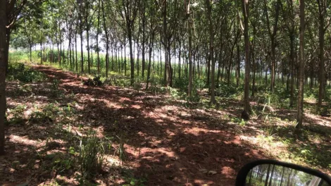 imagem 4 - Rural - Sítio imagem 4 - Rural - Sítio