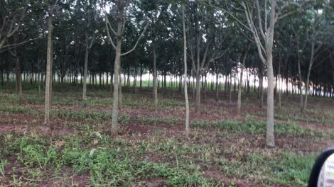 imagem 5 - Rural - Sítio imagem 5 - Rural - Sítio